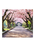 Petal Grove